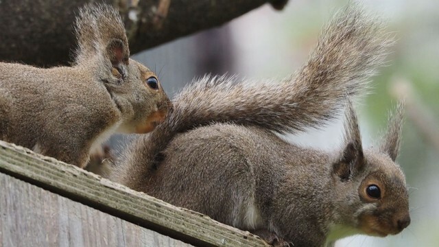 普段のニホンリスたちの様子　提供画像：城山動物園