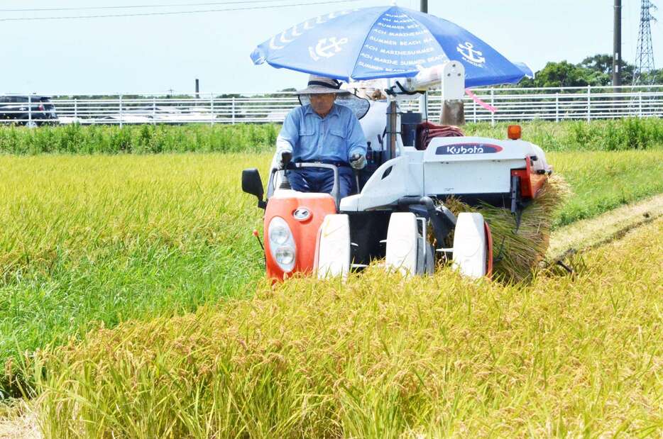 収穫が進む早期米。農家に支払われる概算金は引き上がっているが、生産費も高騰している＝７月下旬、南さつま市加世田