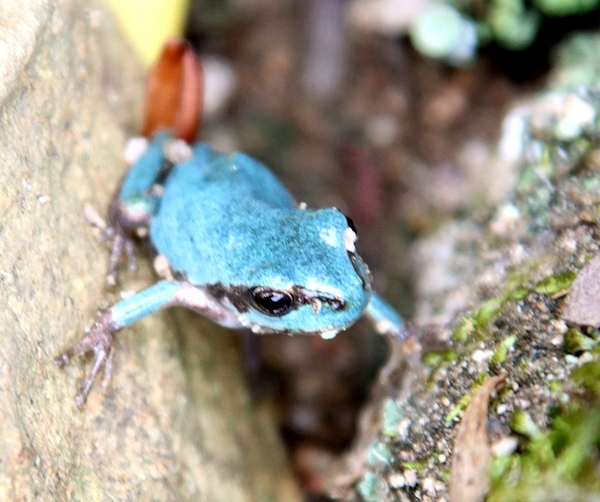 青色のカエル。対岸へジャンプ