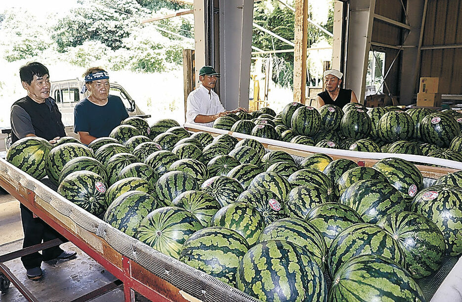 集出荷場に並べられた能登すいか＝珠洲市三崎町寺家