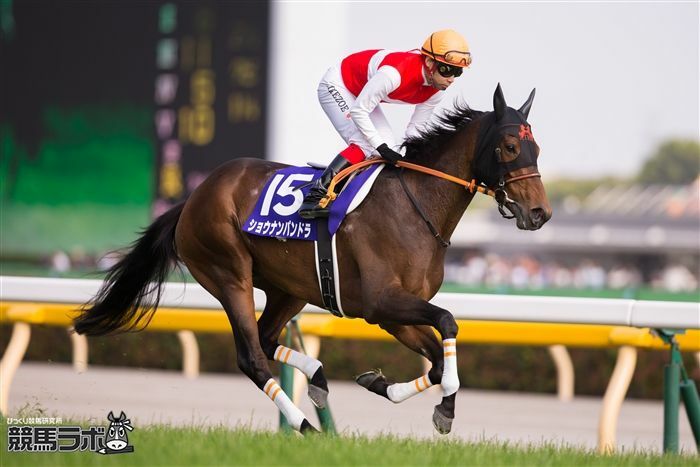 日曜札幌デビュー予定のショウナンサムデイの母、ショウナンパンドラ