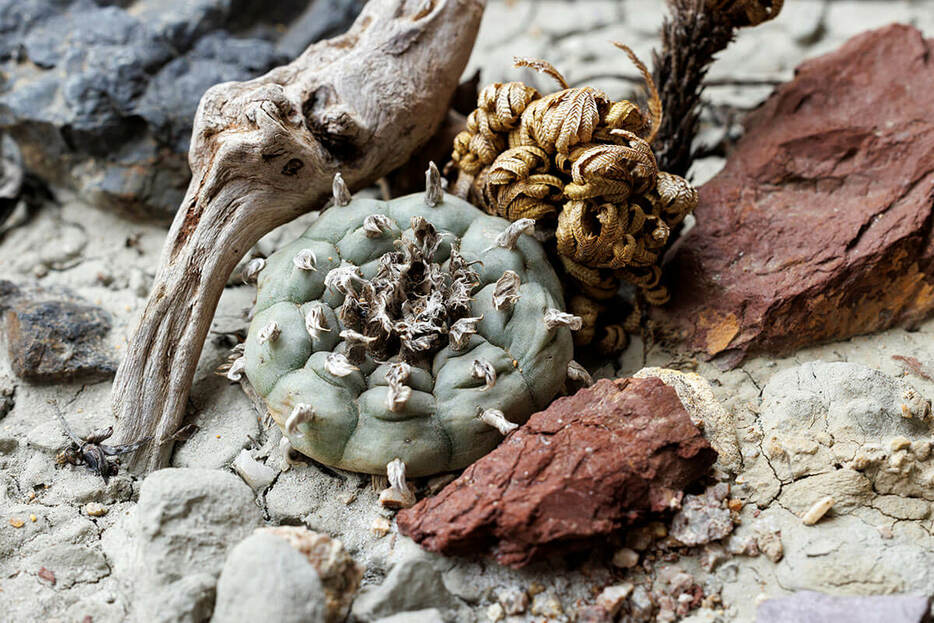 ロフォフォラ（撮影／田中雅也　撮影協力／河野忠賢（THE SUCCULENTIST））