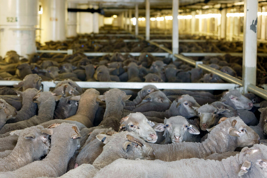 オーストラリア上院は１日、生きた羊の洋上輸出を２０２８年５月までに段階的に廃止する法案を可決した。下院は通過済みで、所定の手続きを経て施行される。写真は、船舶で出荷される羊＝１９年撮影、パース近郊の港