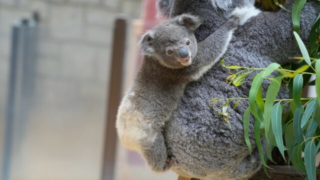 提供：名古屋市東山動植物園