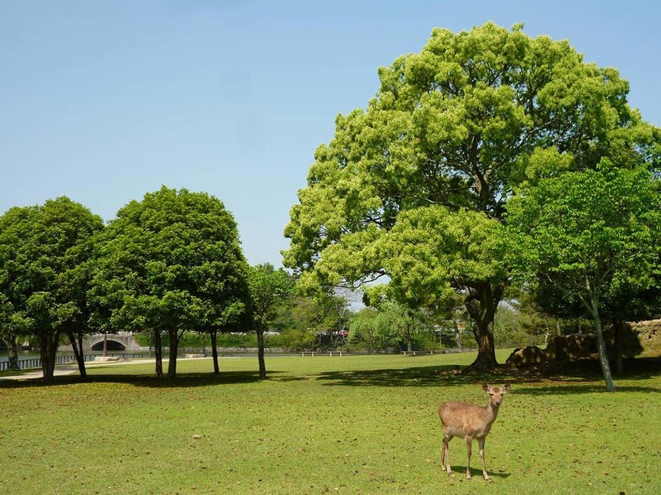 奈良公園とおなじみのシカ！