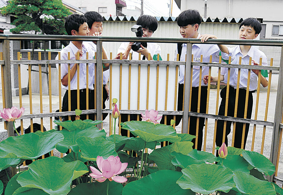 大賀ハスを撮影する生徒＝富山市梅沢町２丁目の本陽寺