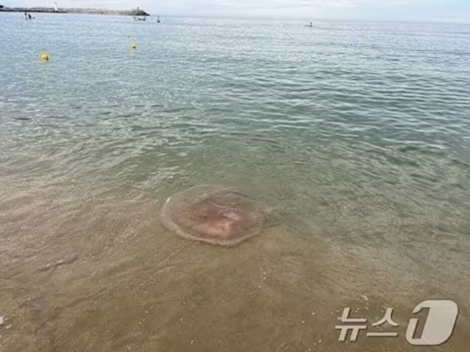 江原道（カンウォンド）北部の東海岸に出没したクラゲ＝束草海洋警察提供(c)news1