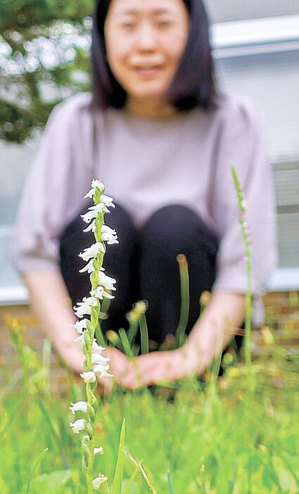 白いかれんな花を咲かせたネジバナ