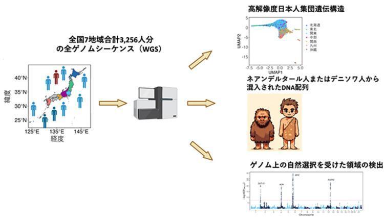 大規模な日本人のゲノム解析により日本人集団の遺伝的構造を明らかにする研究の概念図（理研などの研究グループ提供）