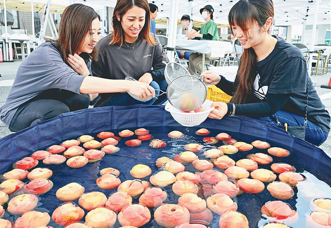 参加者はざるを使い、好みの桃を選んで食べる（山梨県南アルプス市で）