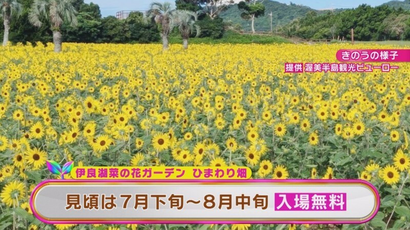 CBCテレビ『花咲かタイムズ』うなずキング