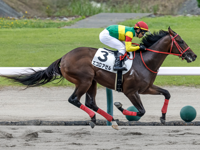 新潟3Rの新馬戦を制したエコロアゼル(撮影：下野雄規)