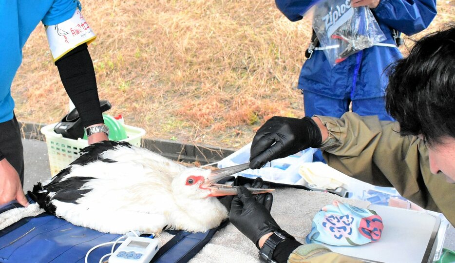 コウノトリのひなの成育状況を確認する兵庫県立コウノトリの郷公園の職員ら＝９日、八頭町内