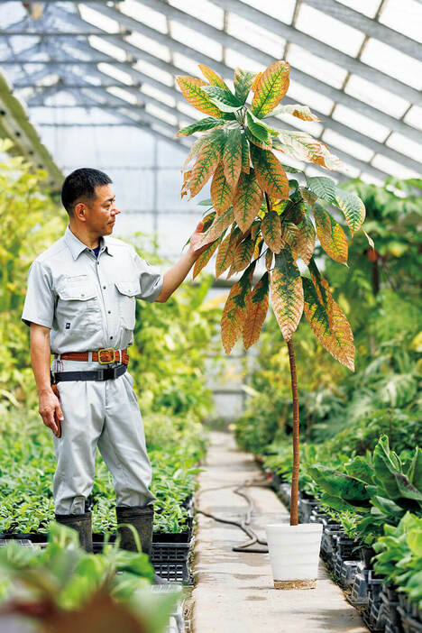 大きく育ったこの観葉植物、葉は変色し、ステキさも半減。これをどう復活させるか？ 7月号で詳しく紹介しています。（撮影／田中雅也）