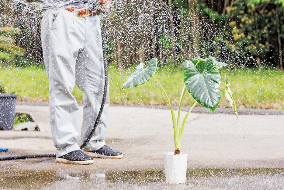 葉水は霧状の水をたっぷりと（撮影／田中雅也）