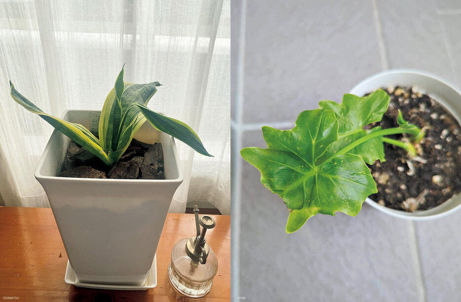 お悩みの観葉植物（写真／オダナツさん、アユリさん）