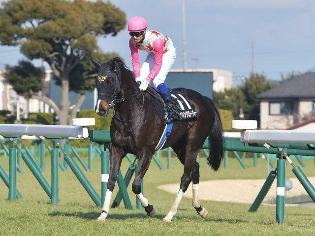 昨年の京都HJを勝っているダイシンクローバーは2枠2番(撮影：小金井邦祥)