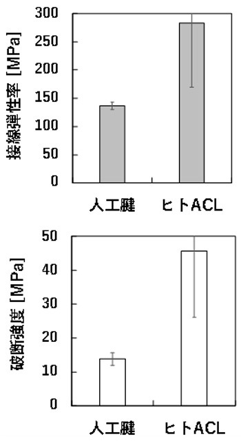 糸状コラーゲンを束にした人工腱とヒトの膝前十字靱帯（ヒトACL）との弾性率と破断強度比較。弾性率はヒトACLの2分の1ほど、破断強度は約3分の1を示した。（北海道大学提供）