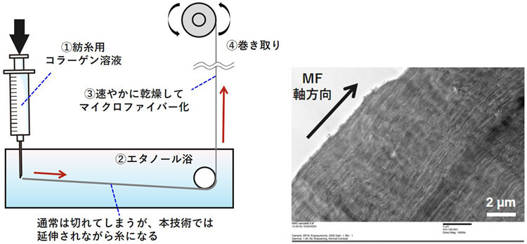 糸状のコラーゲンをつくる工程（左）と、糸状コラーゲンの電子顕微鏡像。縦方向の断面をみるとコラーゲン線維が一方向に整列した内部構造が見える（北海道大学提供）