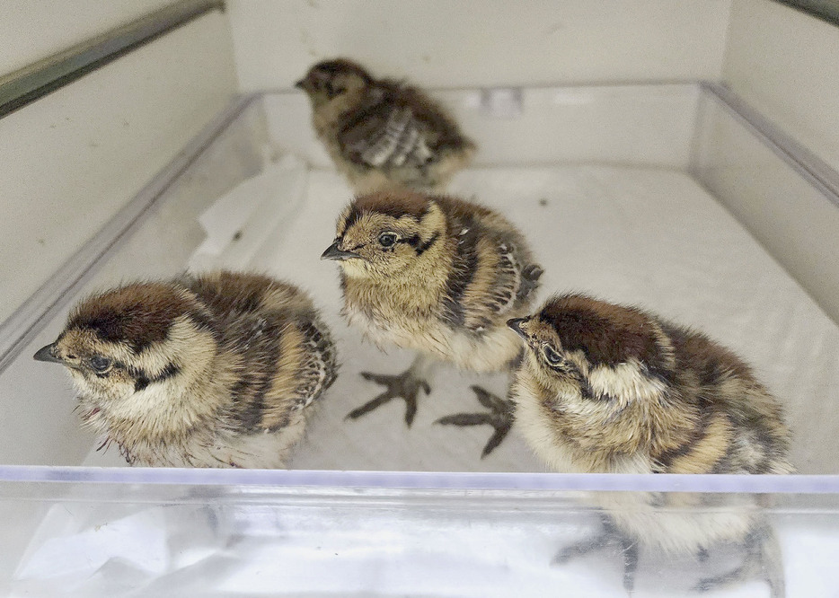 ふ化したニホンライチョウ4羽＝21日、栃木県那須町（那須どうぶつ王国提供）