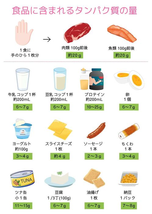 食品に含まれるタンパク質の量