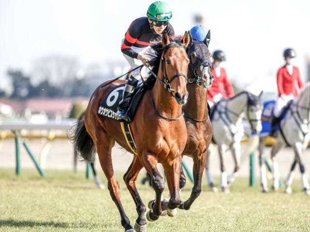 重賞初制覇狙うホウオウビスケッツは6枠12番(撮影：下野雄規)