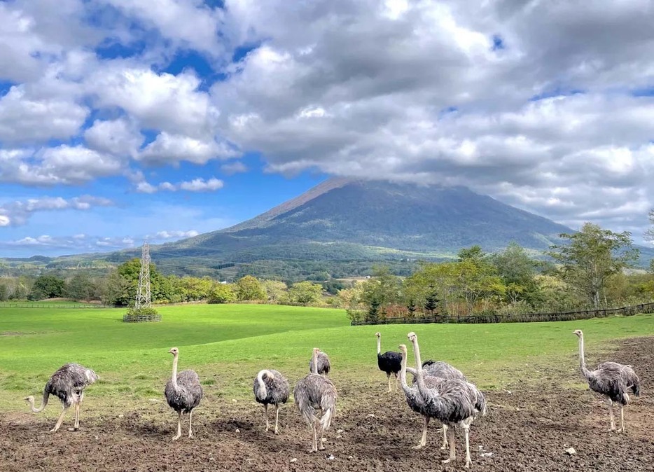 ニセコ町：第2有島だちょう牧場