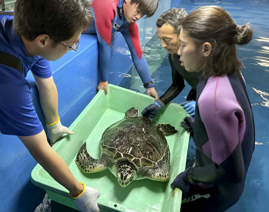 「のとじま水族館」への帰還に向けトレーで運ばれるウミガメ＝10日午後、福井県坂井市の越前松島水族館