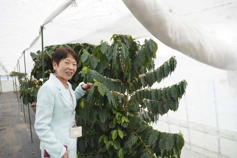 「川湯の森病院」の温室で、コーヒーの花を指さす医療法人共生会の渡辺明子企画広報部長＝2024年5月、北海道弟子屈町