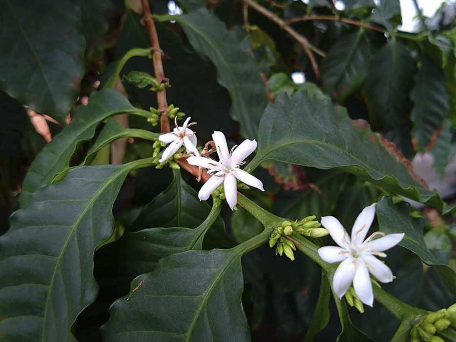 「川湯の森病院」の温室で咲いたコーヒーの花＝2024年5月、北海道弟子屈町