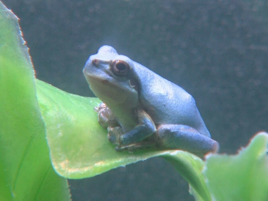 身体の色が青いアマガエル 三重県伊勢市の伊勢シーパラダイス