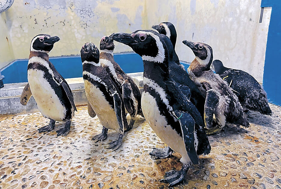 のとじま臨海公園水族館に「里帰り」したマゼランペンギン（同園提供）