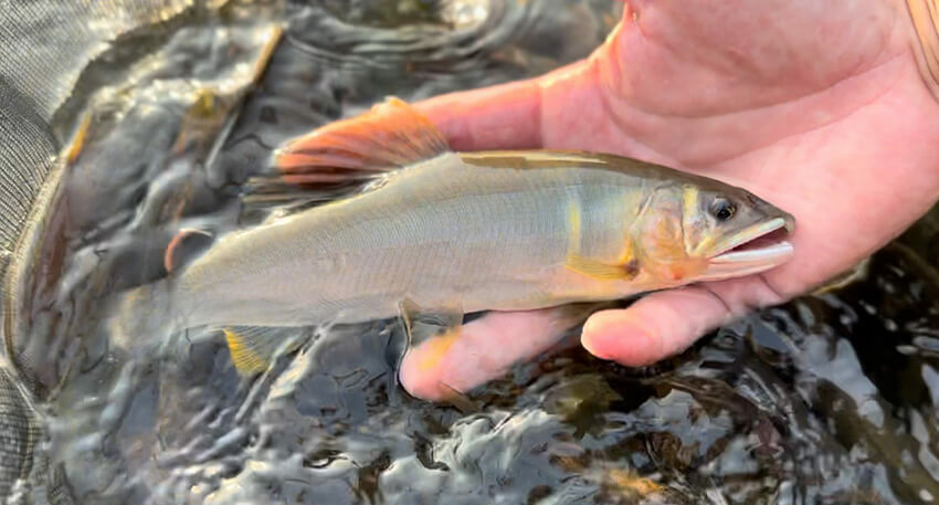 7月下旬に釣れた成魚。体が黄色っぽく背ビレが長く、体高もある。