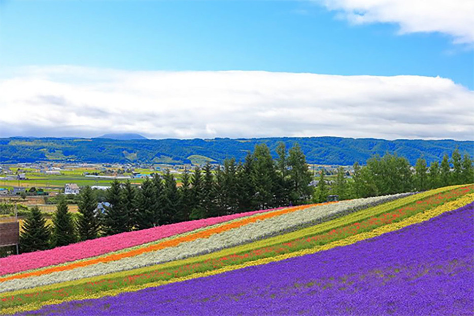 富良野＜北海道＞