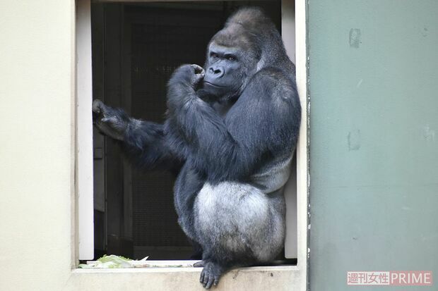 名古屋市東山動植物園のイケメンすぎるゴリラのシャバーニ、人気から写真集やDVDが発売された