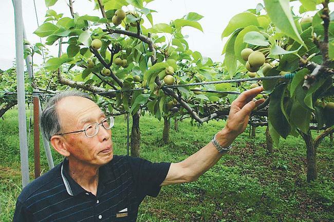 「今年の梨は実のなりが良い」と喜ぶ小野寺部会長（宮城県角田市で）