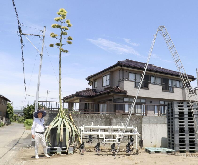 竹内実さん宅の庭先で開花したリュウゼツラン＝25日、茨城県五霞町