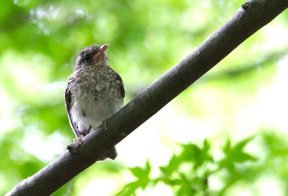 木々の間を飛び回る夏鳥「キビタキ」の幼鳥。ちょいモフの姿が愛らしい＝2024年7月12日午前10時1分、兵庫県丹波篠山市内で