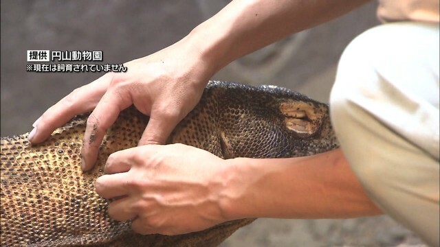 円山動物園の飼育の様子