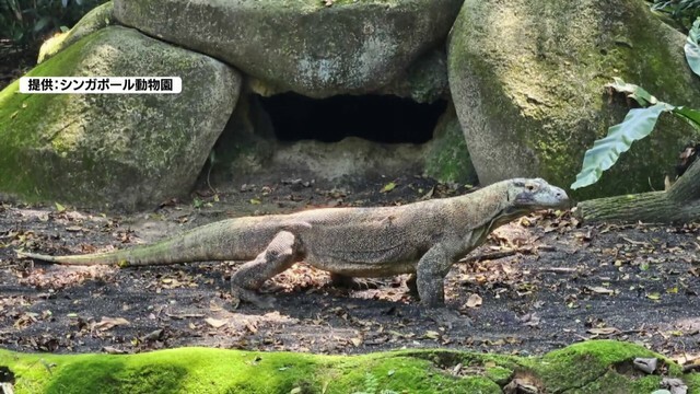 コモドドラゴンのオス・タロウくん