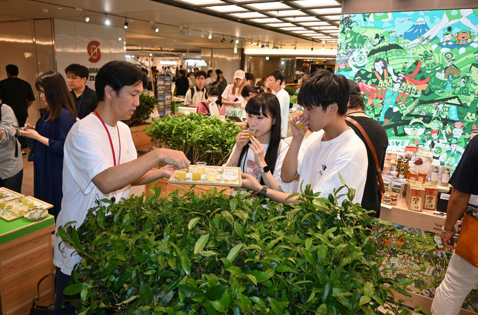本物の茶樹木を展示した会場で緑茶を飲み比べる来場者＝2日午後、JR東京駅
