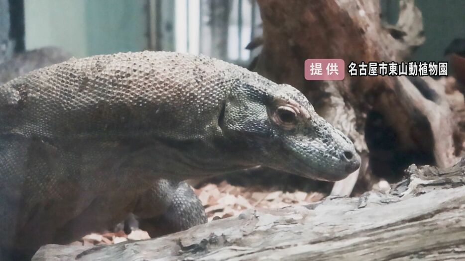 東山動植物園に到着したコモドドラゴンの「タロウ」