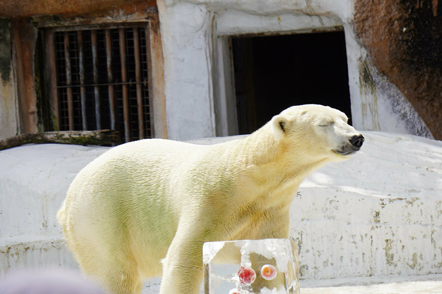 氷柱をプレゼントされ、涼しそうな表情を見せるホウちゃん（7月20日・天王寺動物園）