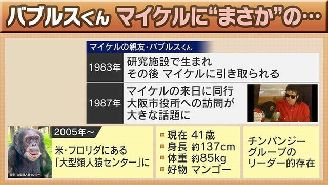 現在「大型類人猿センター」で飼育