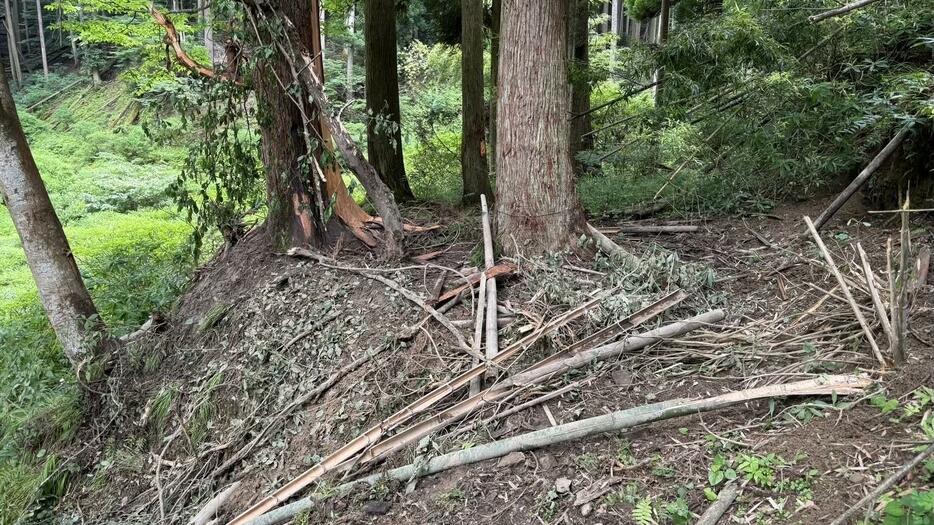 罠が置かれていた現場　周辺には竹が散乱（養父市提供）