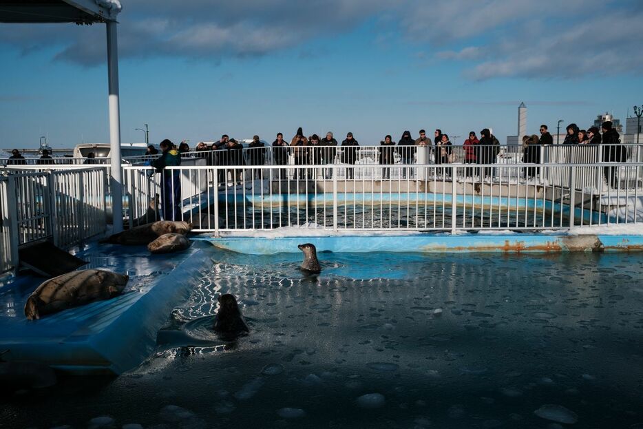 黄金の夕日を浴びるワモンアザラシ、ゴマフアザラシとそれを観に来た観客（オホーツクとっかりセンターアザラシランド）（C）2015～2024GeorgeNobechi