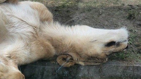 提供：東武動物公園