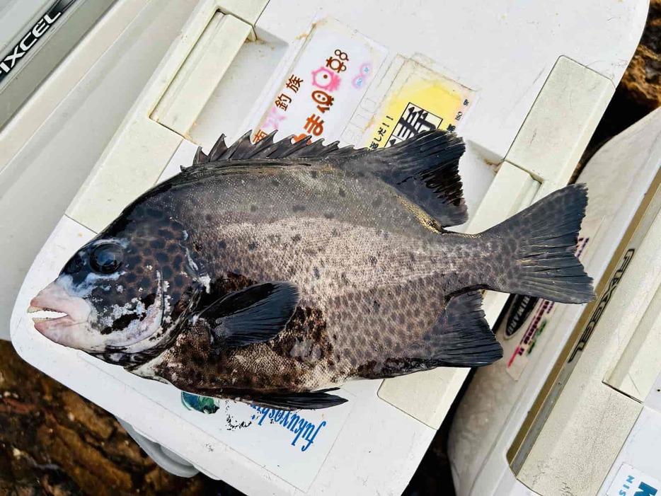 磯際で釣り上げた35cmクラスのイシガキダイ