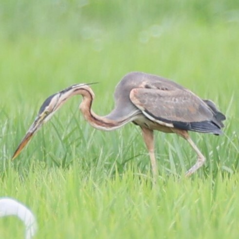 長野県安曇野市に飛来したムラサキサギ