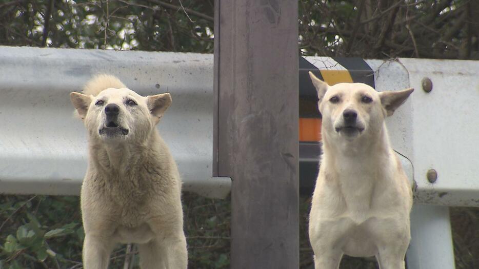 和歌山・雑賀崎の野犬